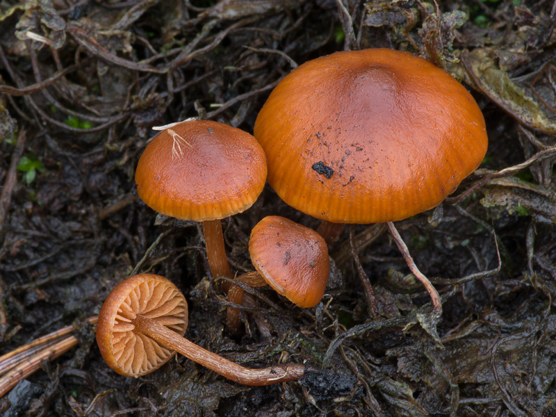 Galerina carbonicola